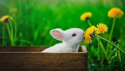 Karmine Corp正式公布2026年阵容